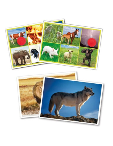 BINGO: LOS ANIMALES Y LA NATURALEZA...