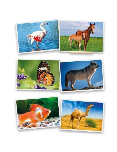 FOTOGRAFÍA ANIMALES AKROS